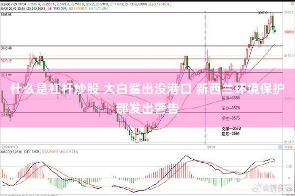 什么是杠杆炒股 大白鲨出没港口 新西兰环境保护部发出警告